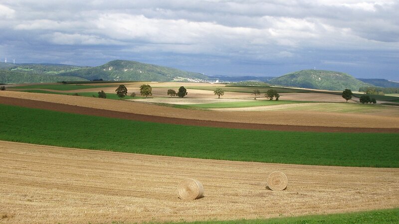 Rolls of hay in a rural field