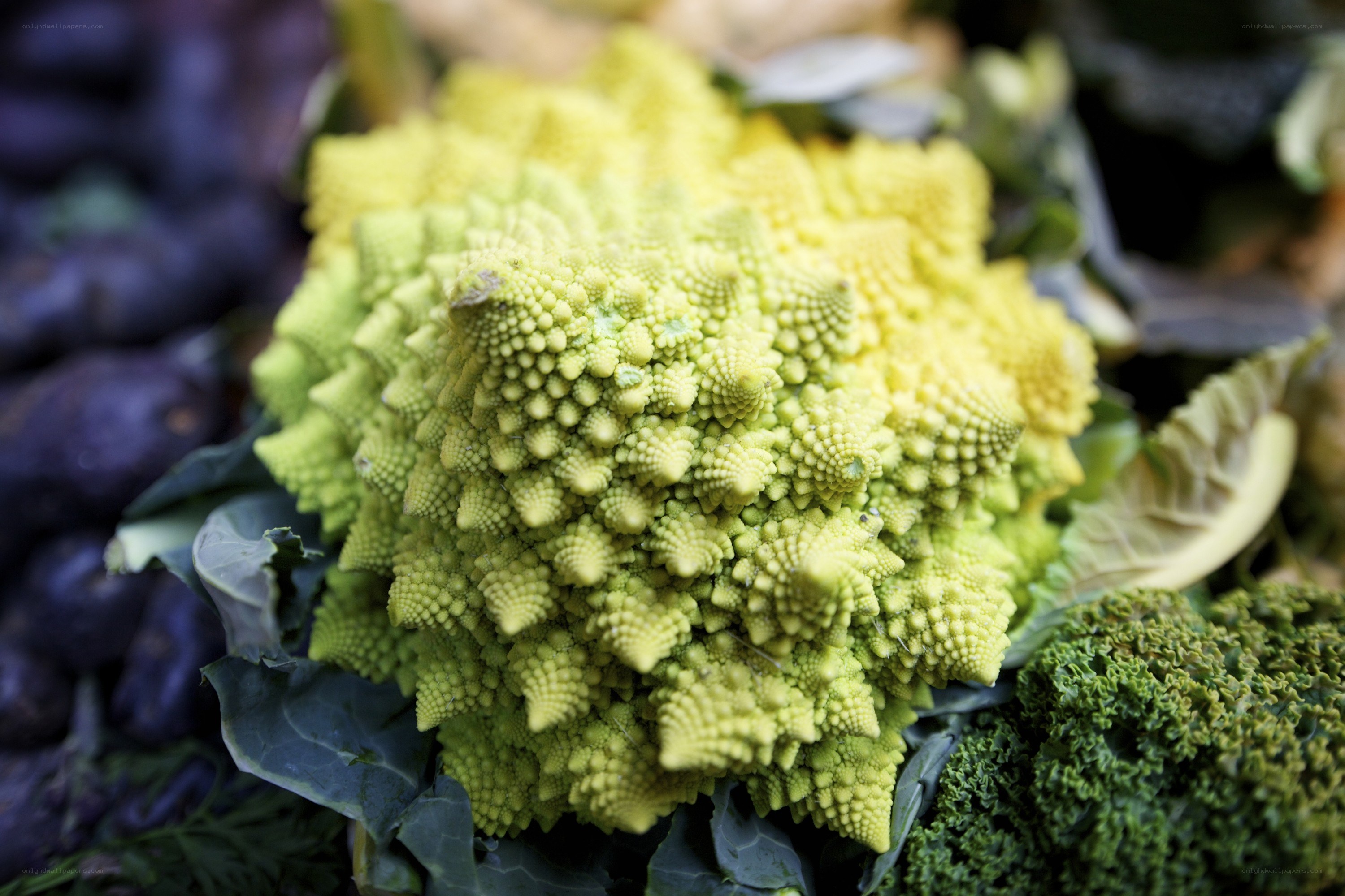 Romanesco broccoli close-up