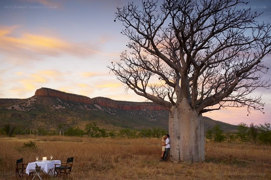 Romantic dinner under a baobab tree