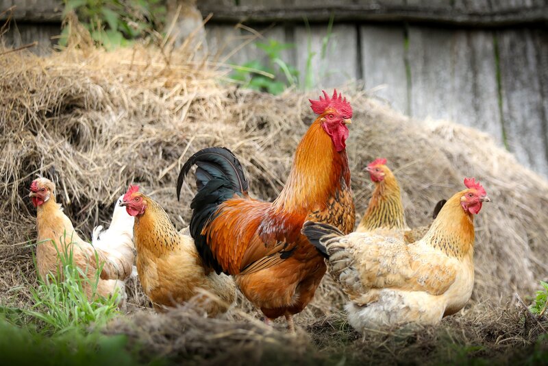 Rooster and Hens — Brown