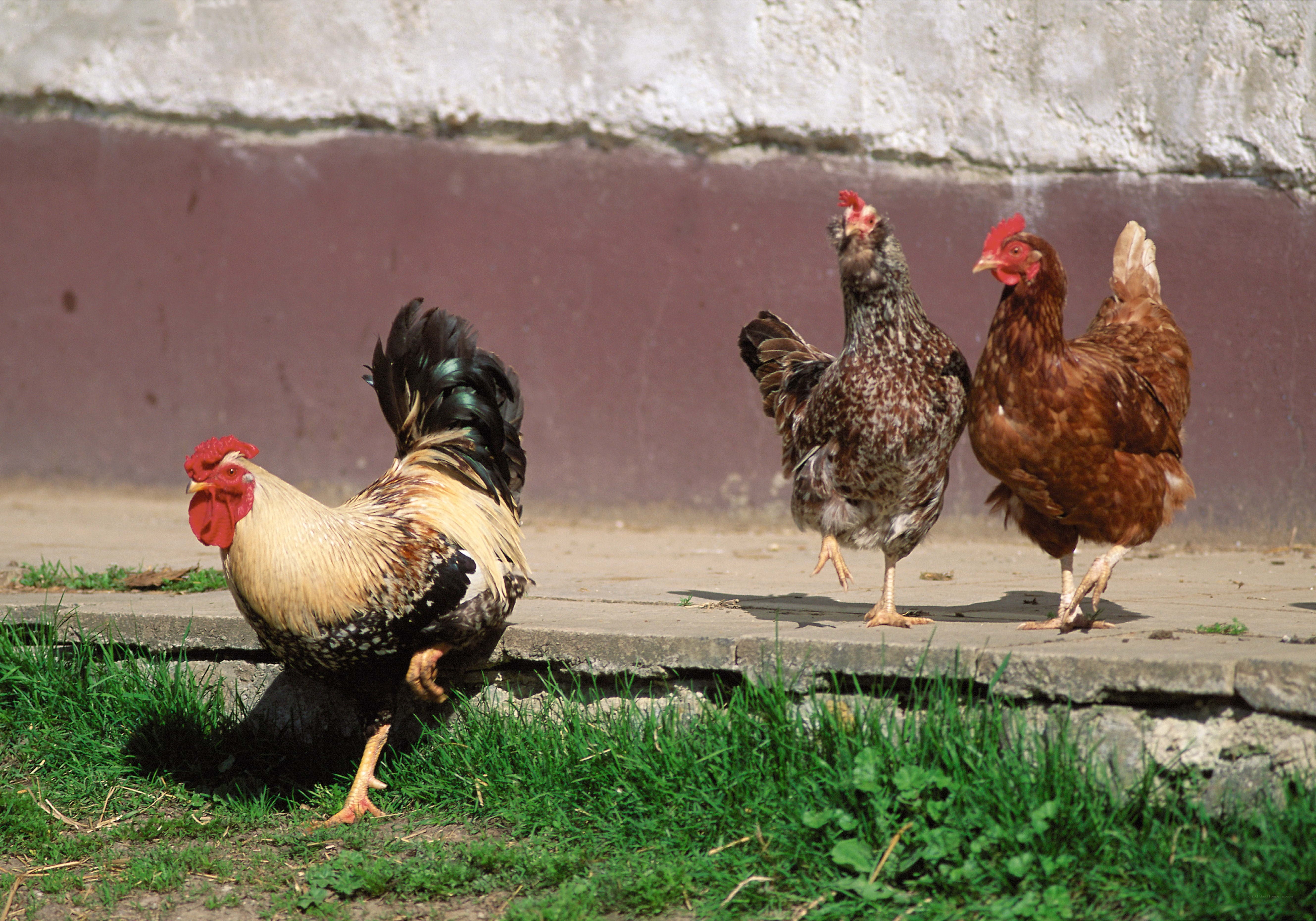Rooster and hens on a path