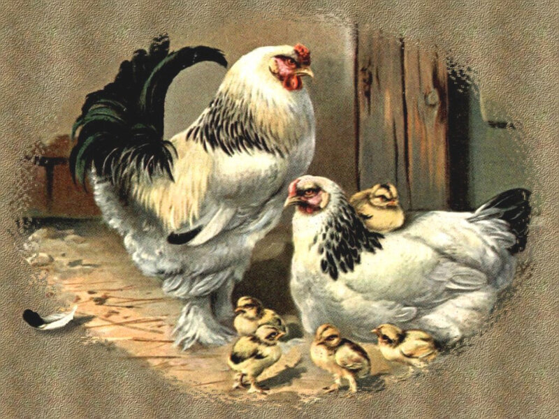 Rooster and Hens with Chicks