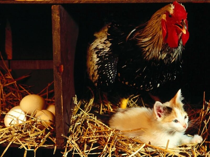 rooster and kitten in hay