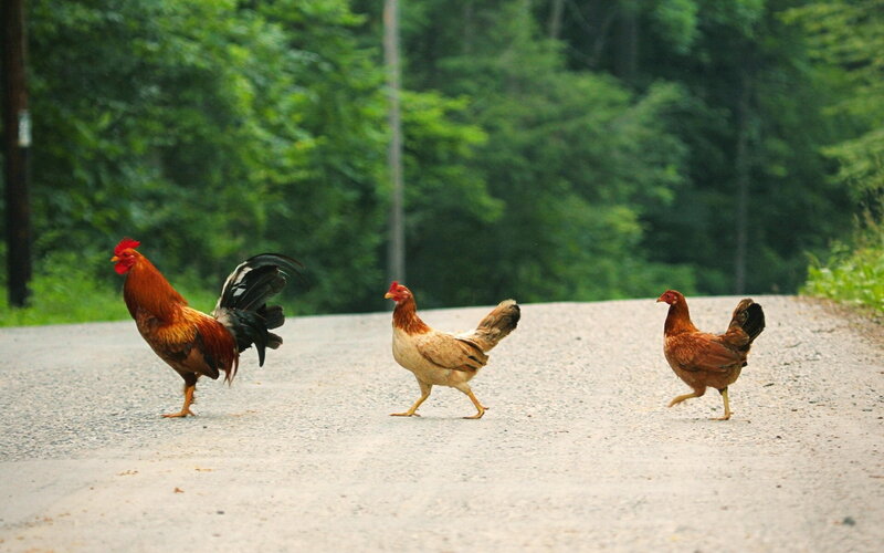 Rooster and Two Hens