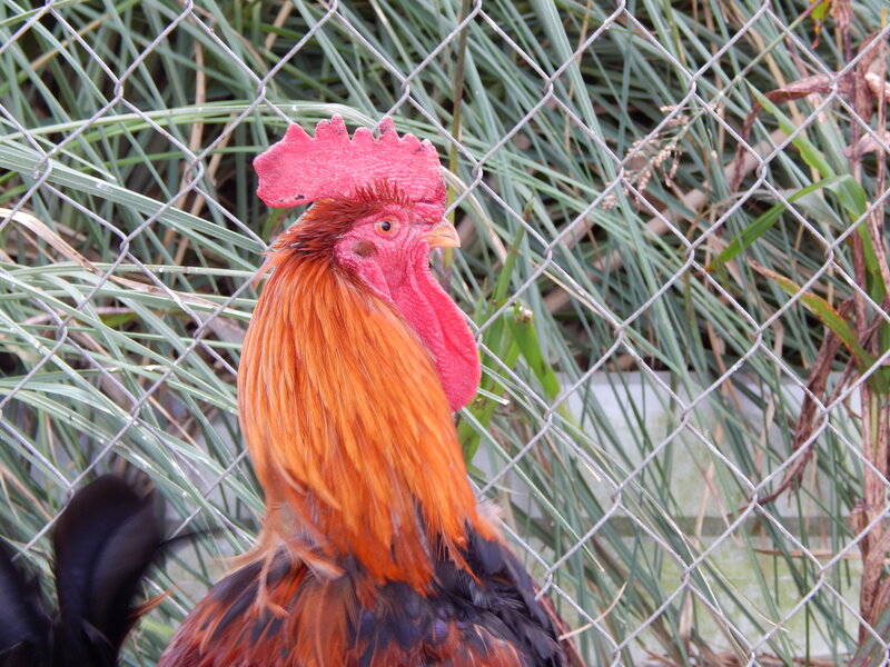 Rooster Behind Fence