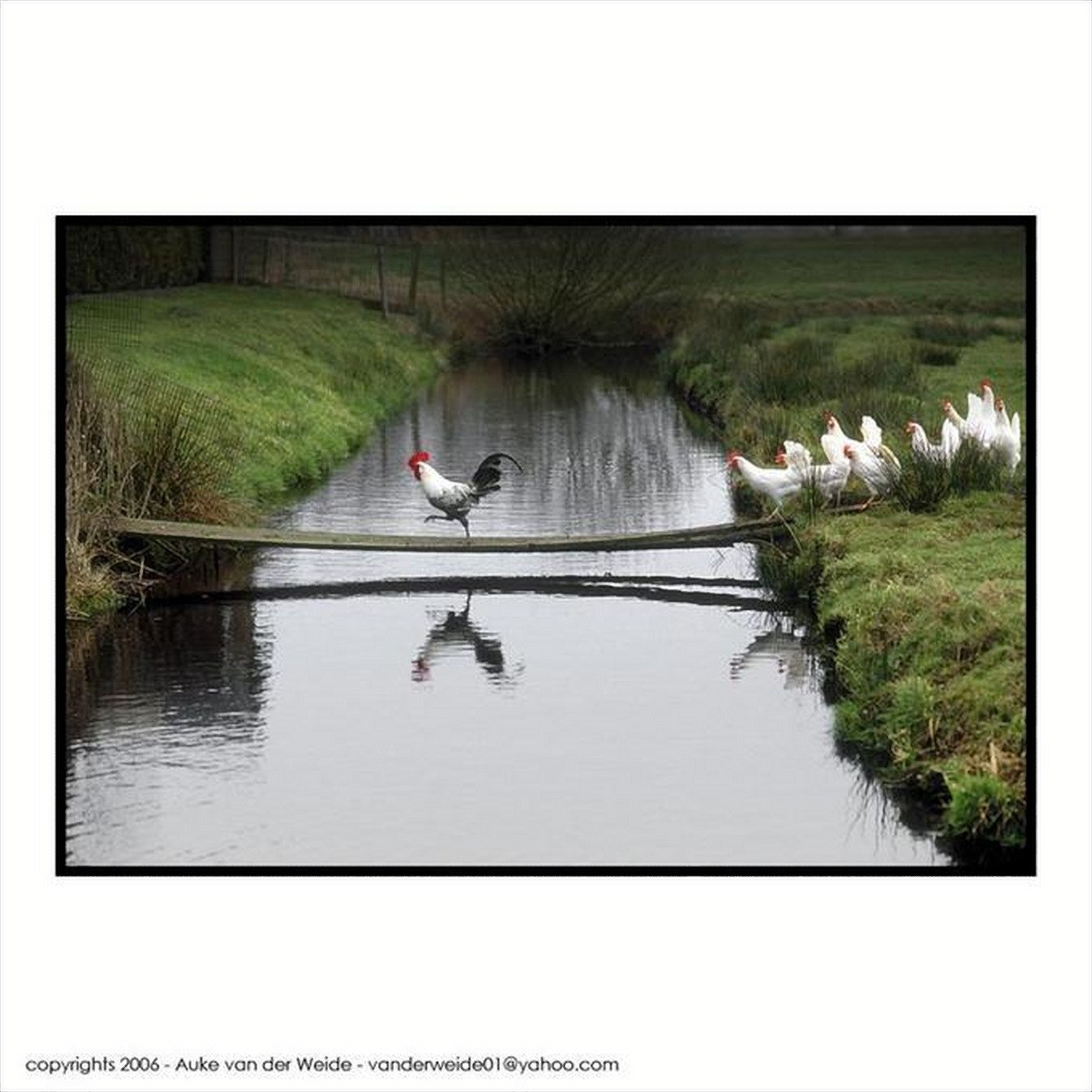 Rooster crossing a canal