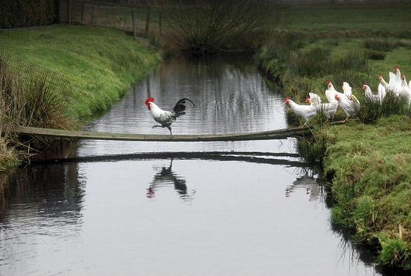 Rooster Crossing Stream