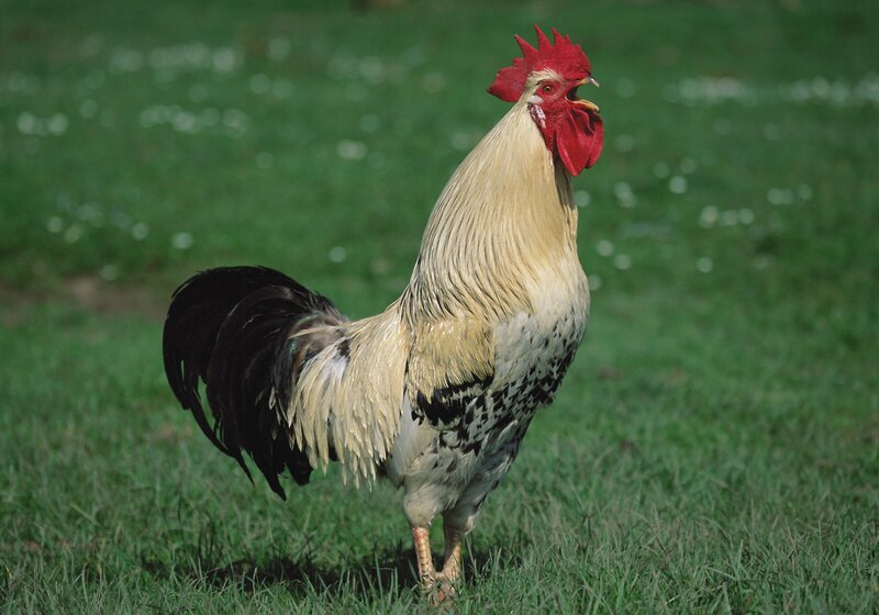 Rooster crowing in a field