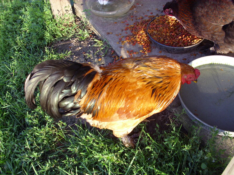 Rooster Eating from Bowl