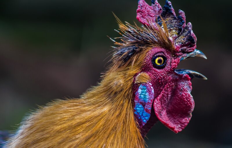 Rooster Head Close-up — Red, Dramatic