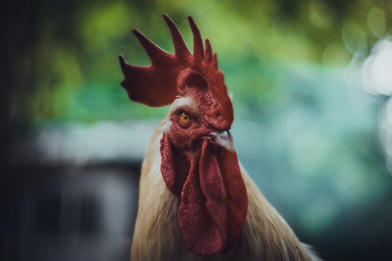 Rooster Head Close-up — Red