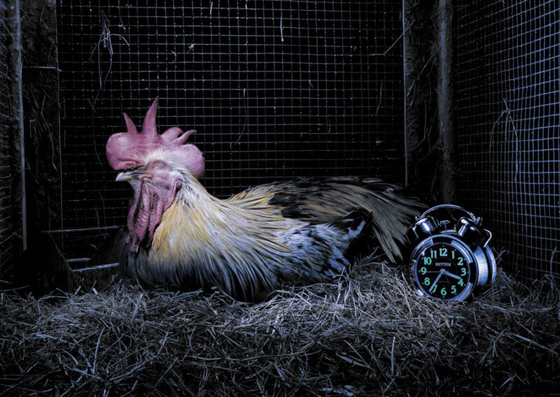 rooster in a coop at night