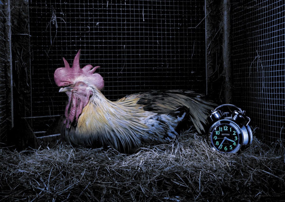 rooster in a coop at night