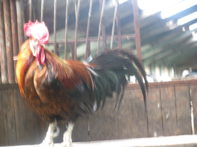 rooster in a coop