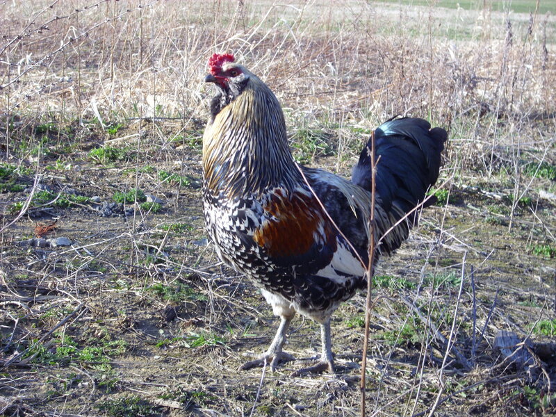 rooster in a field