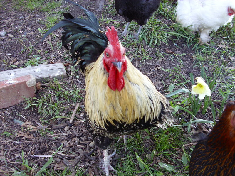 rooster in a garden