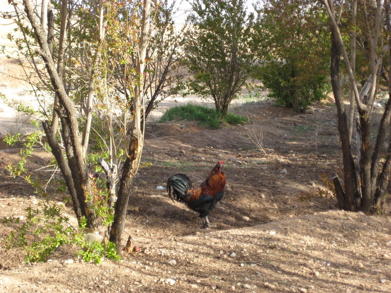Rooster in a Garden — Brown