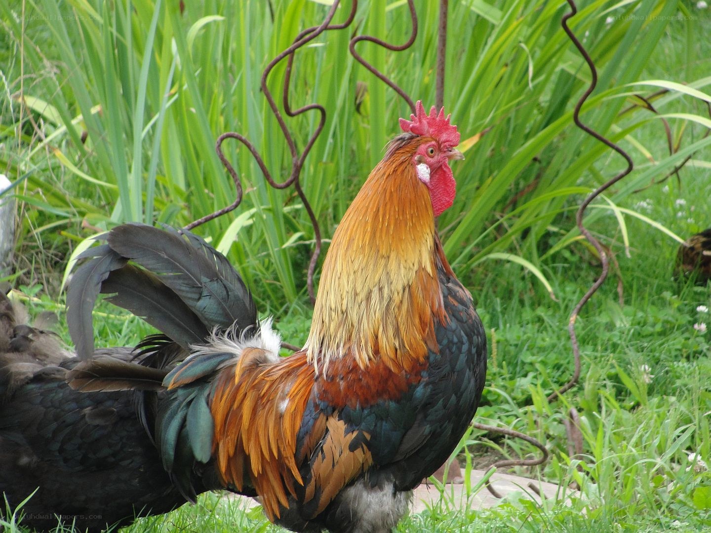 rooster in a garden