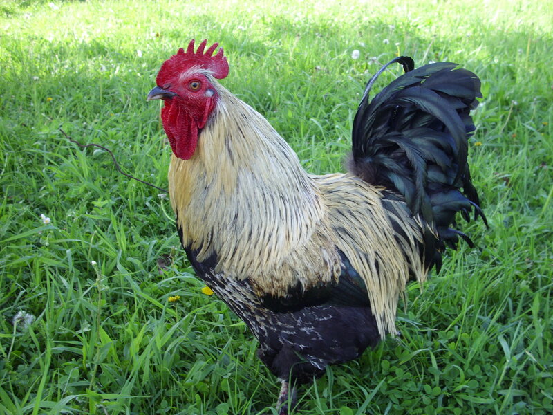 rooster in a grassy field