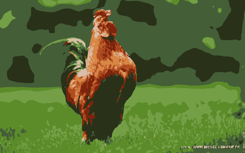 rooster in a green field