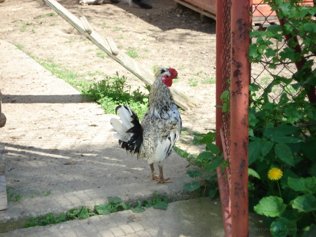 rooster in a yard