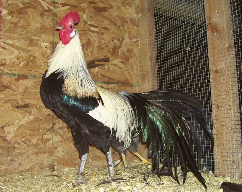 Rooster in Coop — Black