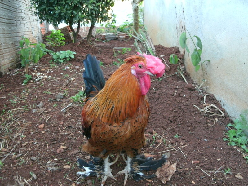 Rooster in Dirt