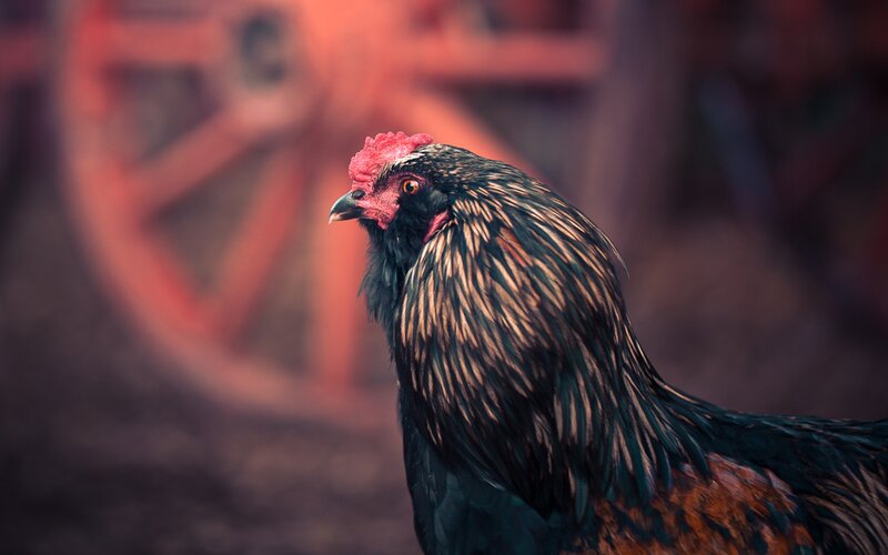 rooster in farm setting
