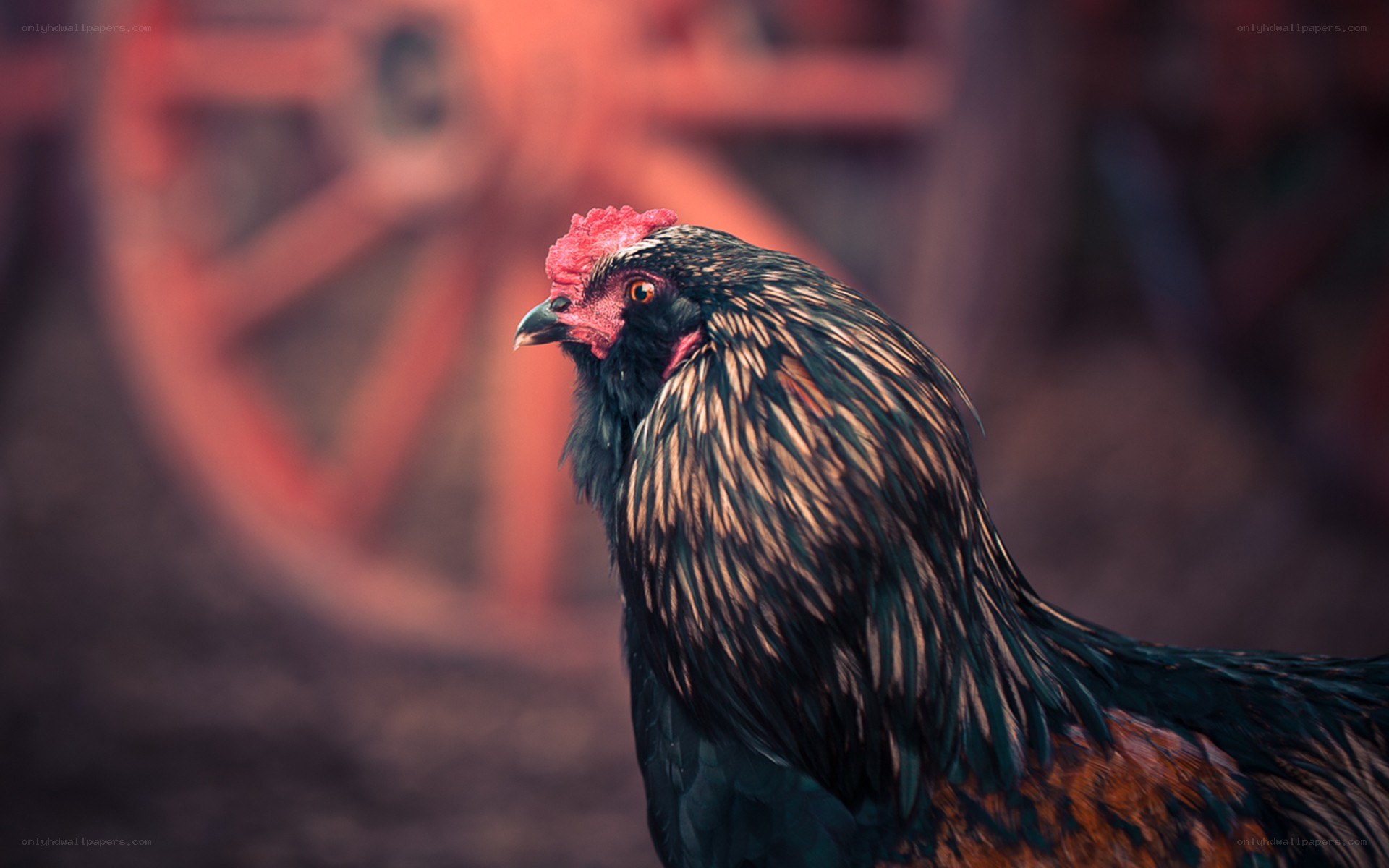 rooster in farm setting