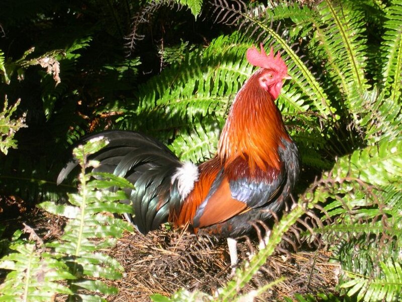 Rooster in Ferns
