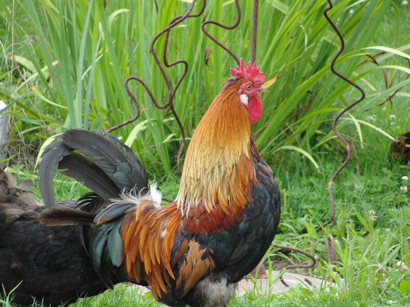 Rooster in Garden — Green, Natural