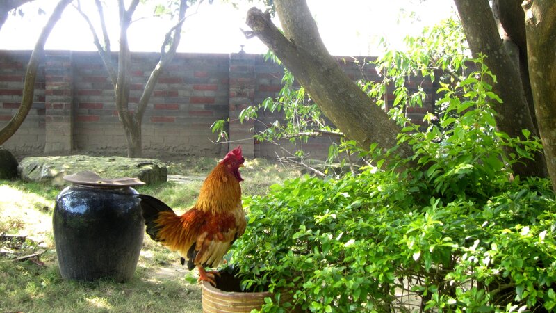 Rooster in Garden — Green, Serene