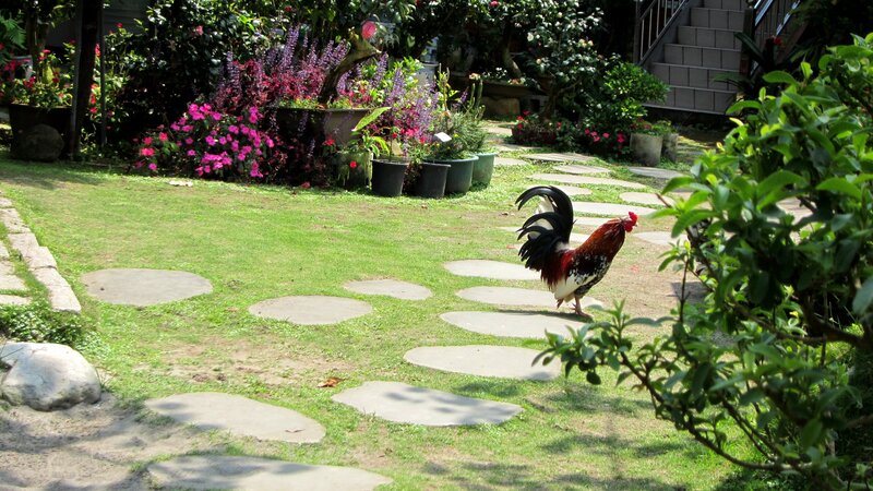 Rooster in Garden — Green