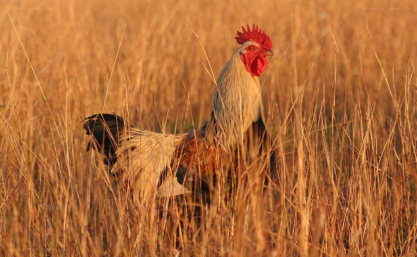 rooster in golden field
