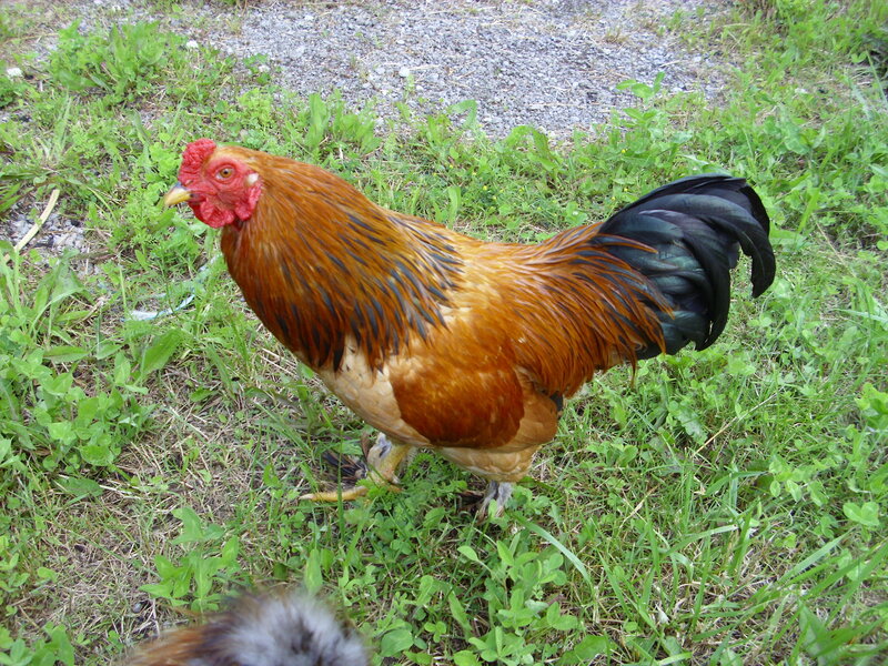 Rooster in Grass — Brown, Natural