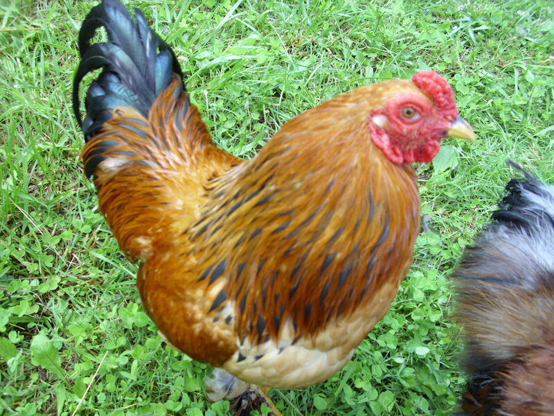 Rooster in Grass — Brown