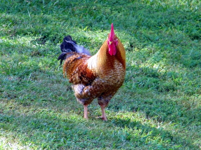 Rooster in Grass — Green, Calm, Afternoon