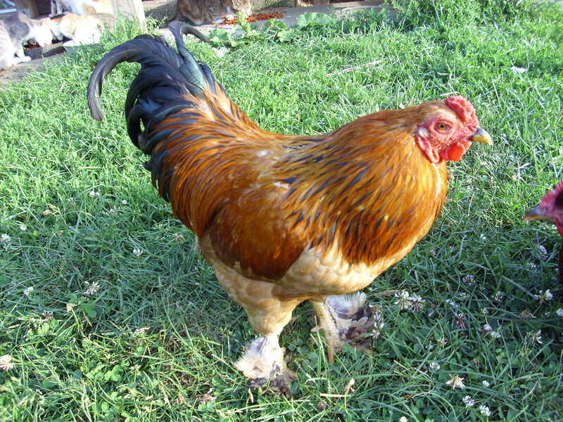 Rooster in Grass — Green, Calm