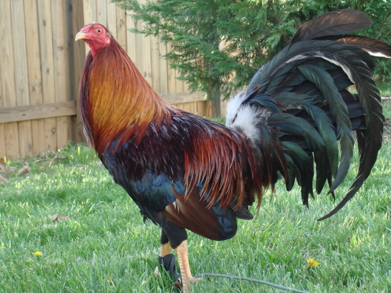 Rooster in Grass — Green