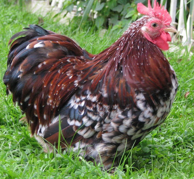 Rooster in Grass