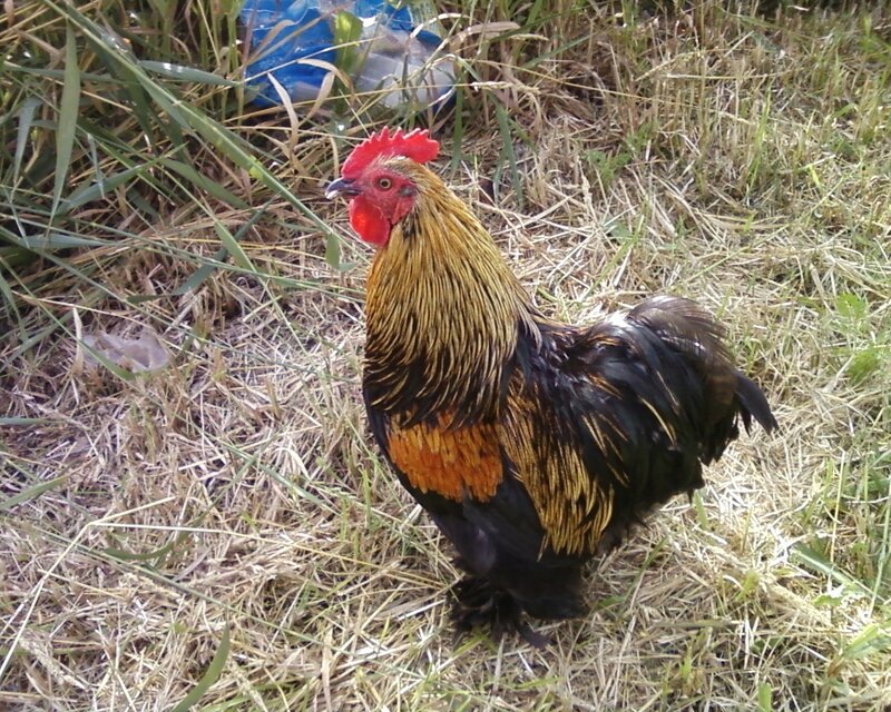 rooster in grassy field