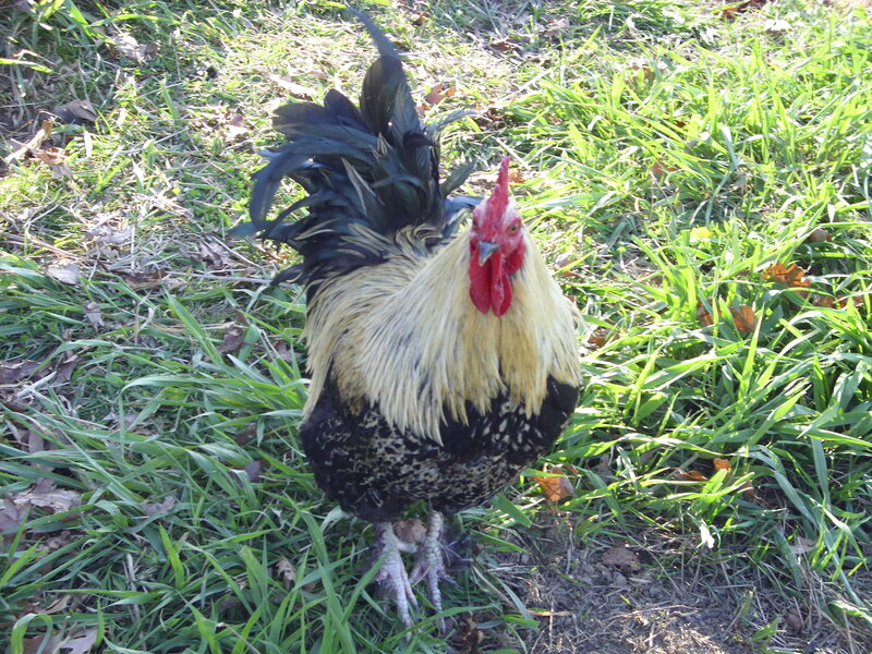 rooster in grassy yard