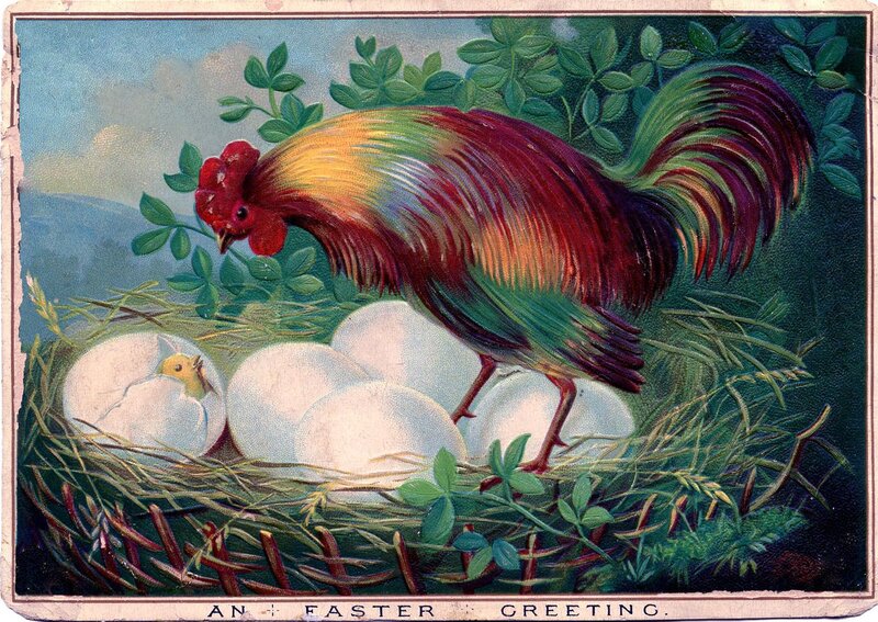 Rooster in Nest