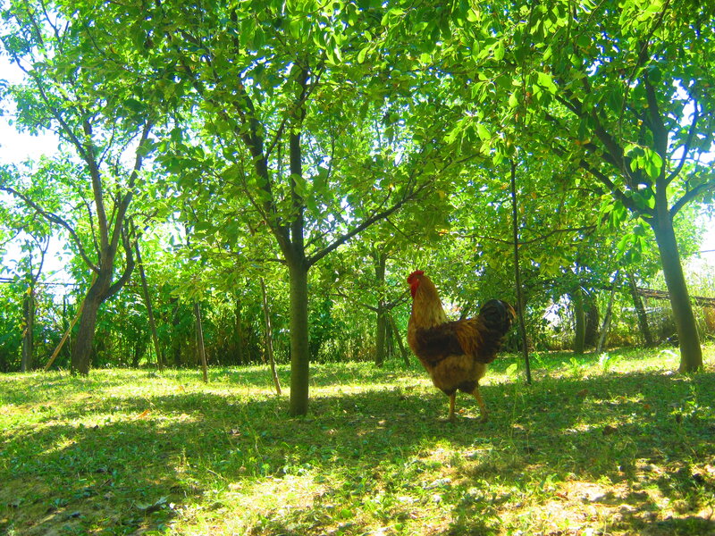 Rooster in Orchard