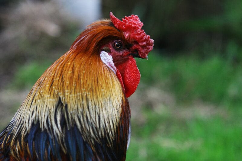 Rooster in Profile