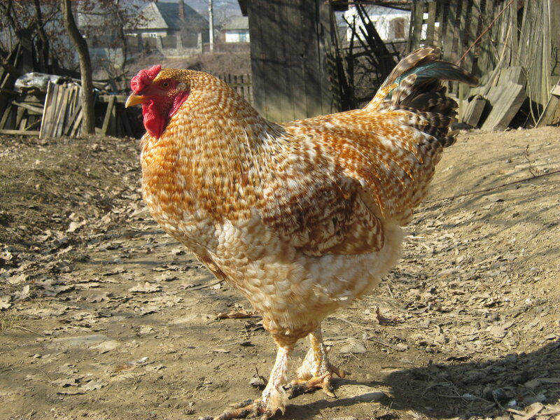 Rooster in Yard