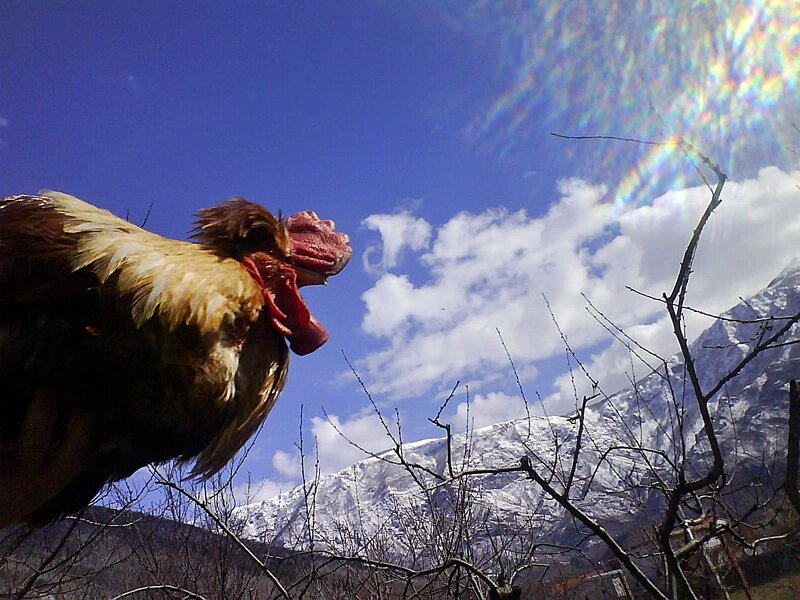Rooster on a Branch