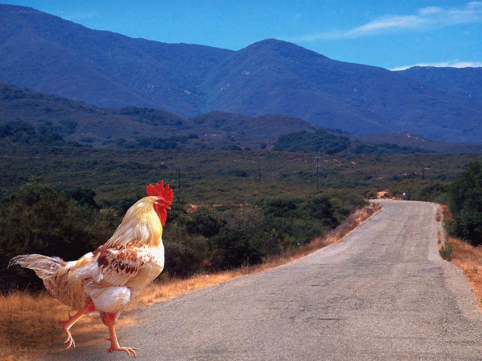Rooster on a country road