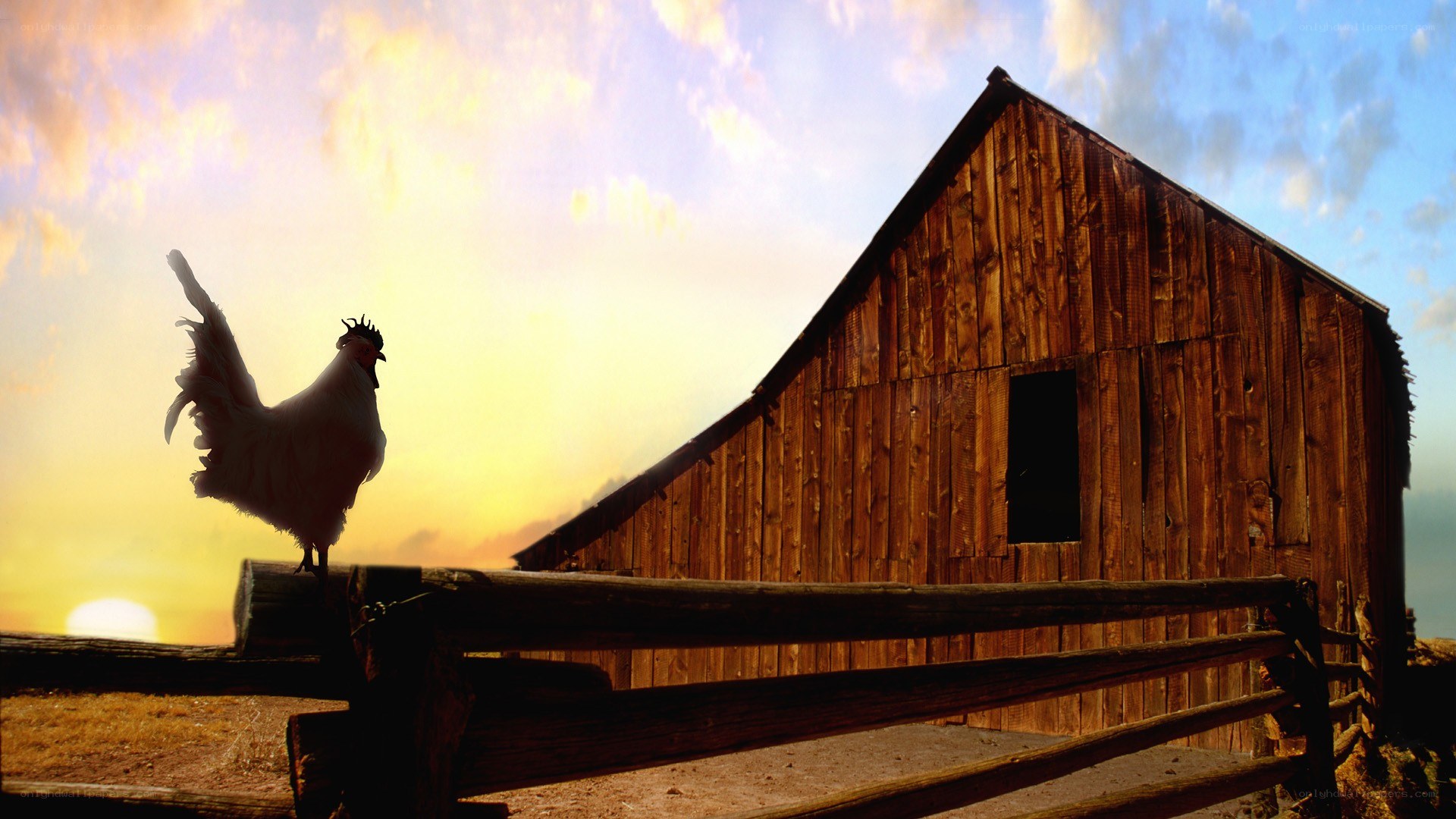 Rooster on a fence at sunset