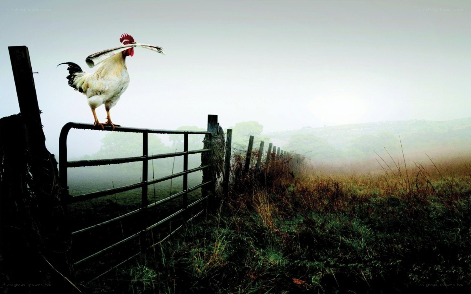 Rooster on a fence with newspaper